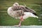 Greylag goose - Anser anser - standing on one leg and relaxes