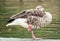 Greylag goose (Anser anser) standing on one leg and sleeping