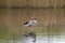 Greylag goose, Anser anser, standing in shallow water of pond in nature reserve Zanderij Crailo, Hilversum, Netherlands