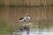 Greylag goose, Anser anser, standing in shallow water of pond in nature reserve Zanderij Crailo, Hilversum, Netherlands