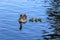 A greylag goose, Anser anser, with three chicks swimming on the blue water of the boating lake in Regent`s Park, London.