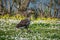 Greylag goose anser anser walking amongst spring time daisy wild flowers