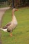 Greylag goose anser anser walking on green grass