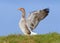 Greylag Goose (Anser anser Wing Flapping