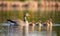 Greylag goose (anser) family swimming in a lake