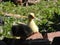 Greylag goose babies climbing to the nest