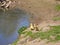 Greylag goose babies standing on a river shore