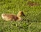 Greylag goose baby sitting in the grass on the meadow