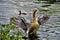 Greylag Goose bathing in a local pool