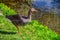 Greylag goose with beautiful plumage standing on the riverbank in the grass