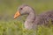 Greylag goose bird lying in grass