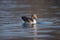 A Greylag goose on blue water