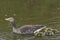 Greylag Goose and brood