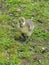 Greylag Goose Chick