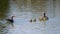 Greylag goose with chicks