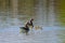 Greylag goose with chicks