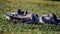 Greylag goose chicks - sit on the grass in a windy day close-up shoot