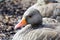 Greylag goose close up
