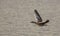 Greylag Goose close-up in flight