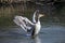 A Greylag goose drying its wings