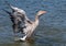 Greylag goose drying wings after wash in fresh water lake.