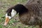 Greylag goose at Duddingston Loch, Scotland