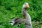 Greylag goose at Duddingston Loch, Scotland