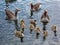 Greylag goose family 1