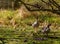 A greylag goose family in early spring in Sweden