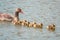 Greylag goose family with their freshly hatched chicks swimming on the lake