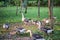 greylag goose family walk on yard at Queen Sirikit Park, Bangkok