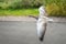 Greylag goose in fast flying speed upon road near coloful field