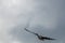 Greylag goose flies in the cloudy sky with wide wings