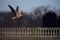 Greylag Goose Flies Past Ornate Wall