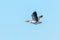 Greylag Goose Flight Anser anser