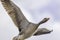 Greylag goose flying overhead