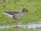 Greylag goose foraging in a flooded meadow - Anser anser