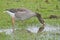 Greylag goose foraging in a flooded meadow - Anser anser