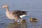 Greylag Goose with gosling