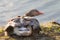 Greylag goose and gosling hiding under its mother's wings