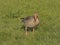 Greylag goose in  the grass, looking at the camera