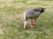 Greylag goose grazing