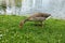 Greylag Goose is grazing on the grass near lake and looking for food. Olympic park, Germany, Munich. Grey goose
