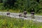 Greylag goose group waddling on trail in nature park by sunshiny day