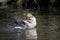 A Greylag goose having a bath