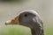 Greylag goose head. Close up of face in profile.