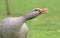 A greylag goose honking and stretching its neck