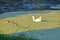 Greylag Goose Interbreeding With Canada Goose