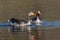 Greylag Goose in a lake in Southern Sweden.