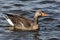 Greylag goose in the lake Tjornin